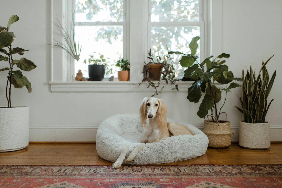 The Ultimate Guide to Creating a Comfortable Home for Your Pet