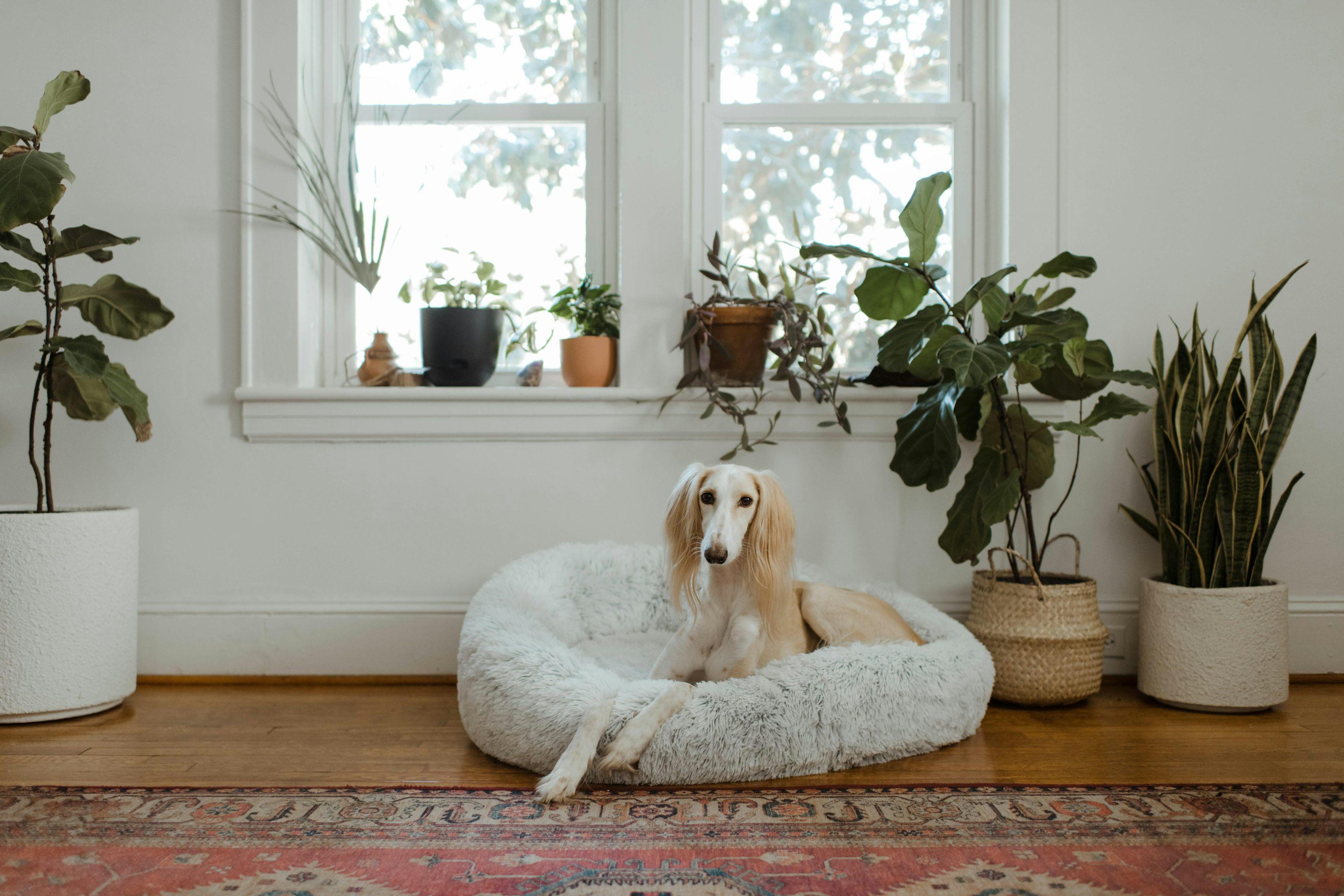The Ultimate Guide to Creating a Comfortable Home for Your Pet