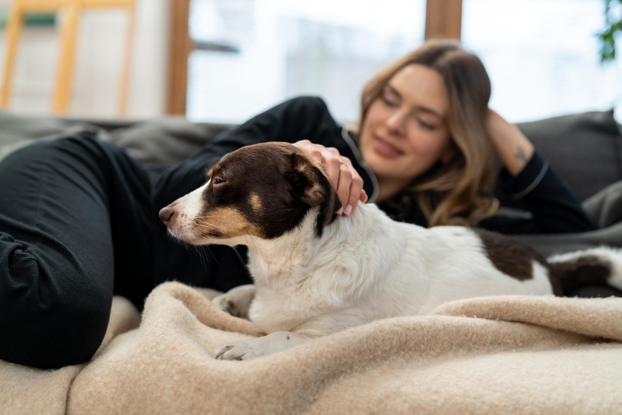 How to Create a Stress-Free Daily Routine for Your Pet