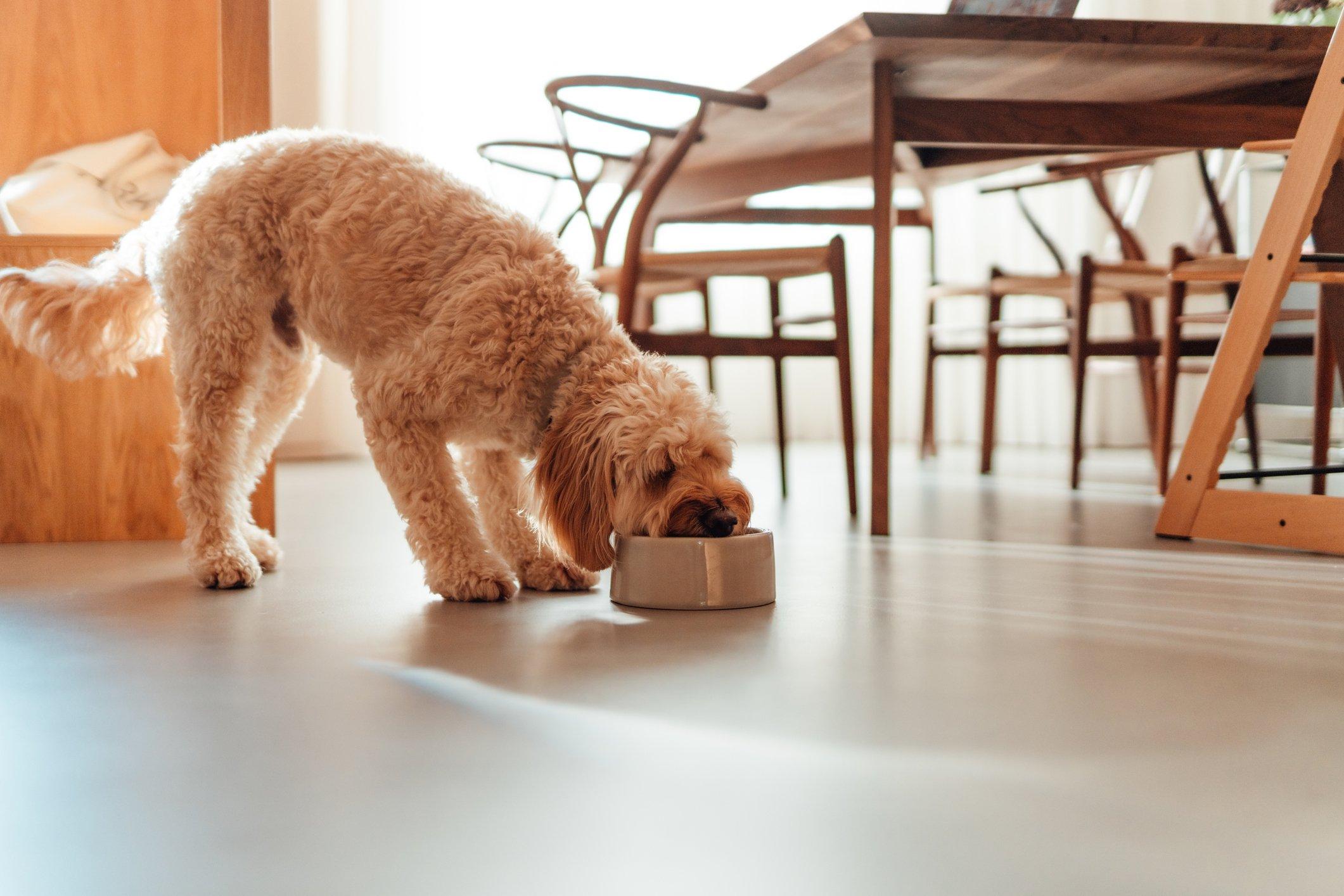 How to Choose the Right Feeding Accessories for Your Pe