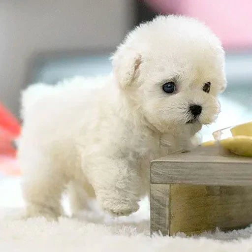 Miroken | Interactive Plush Dog with Realistic Movements – For Children & Seniors