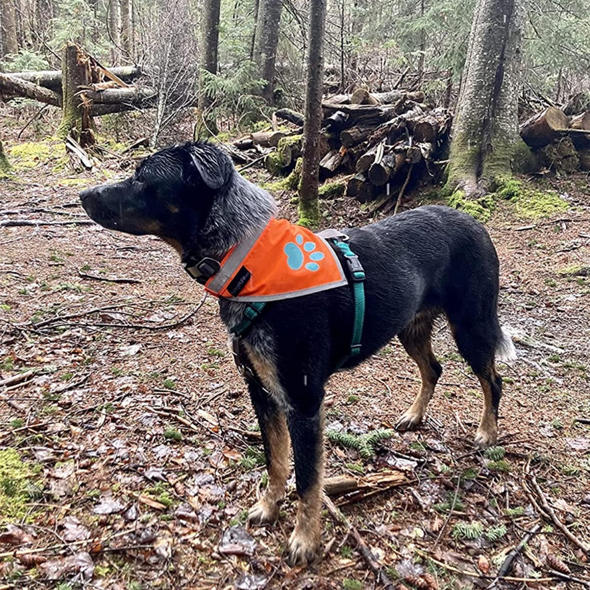 Hi-Vis Orange Reflective Dog Bandana, Large