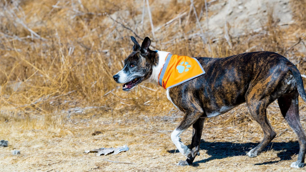 Hi-Vis Orange Reflective Dog Bandana, Large