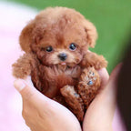 Miroken | Interactive Plush Dog with Realistic Movements – For Children & Seniors