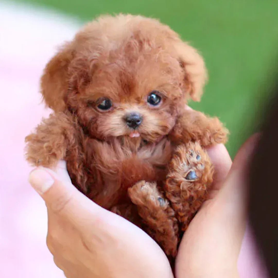 Miroken | Interactive Plush Dog with Realistic Movements – For Children & Seniors