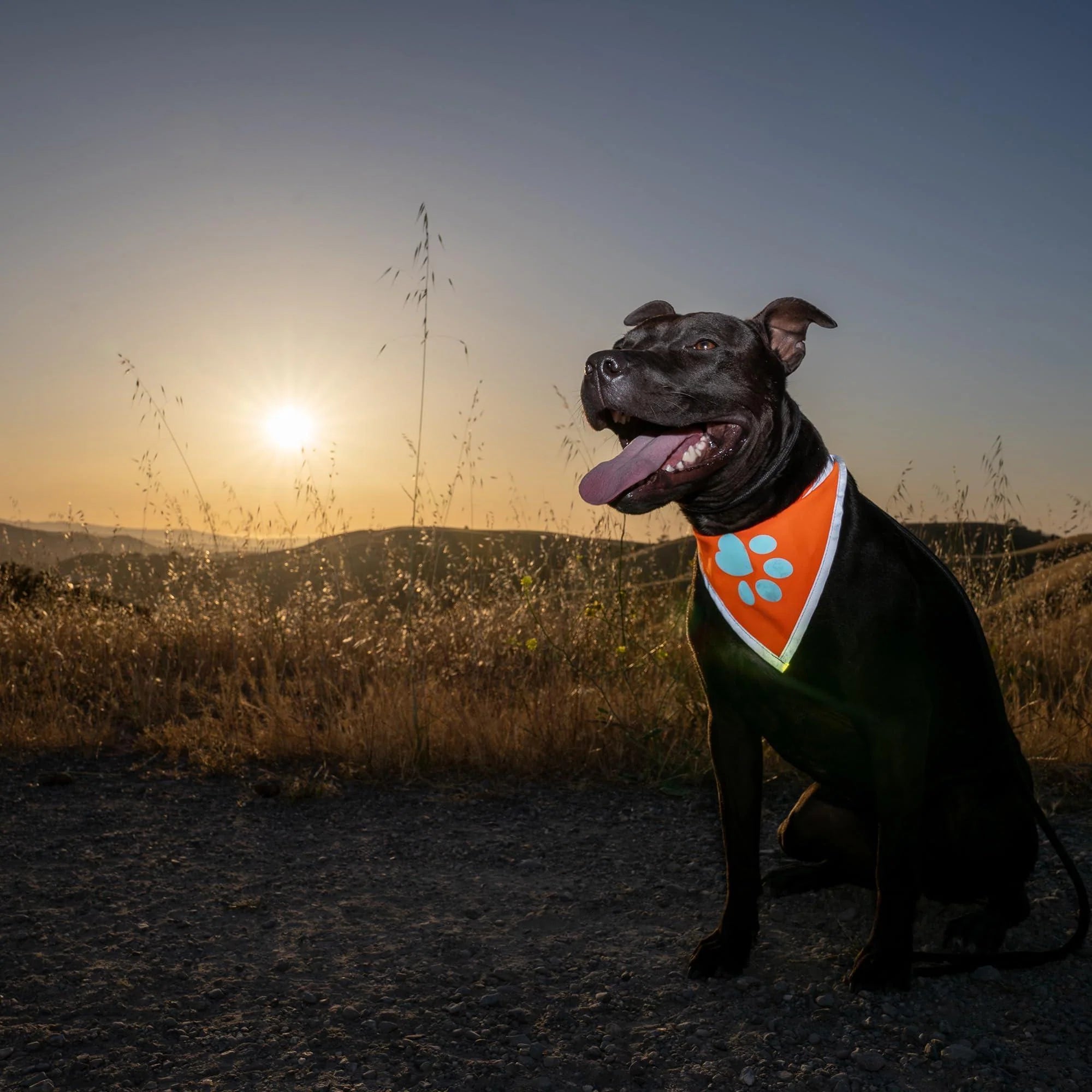 Hi-Vis Orange Reflective Dog Bandana, Large