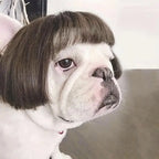 🐶🐱 Funny Pet Costume Wig Headband, for Small Dogs & Cats, Perfect Holiday Photo Props Pet Gift