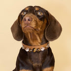 THE AURA CRYSTAL COLLAR