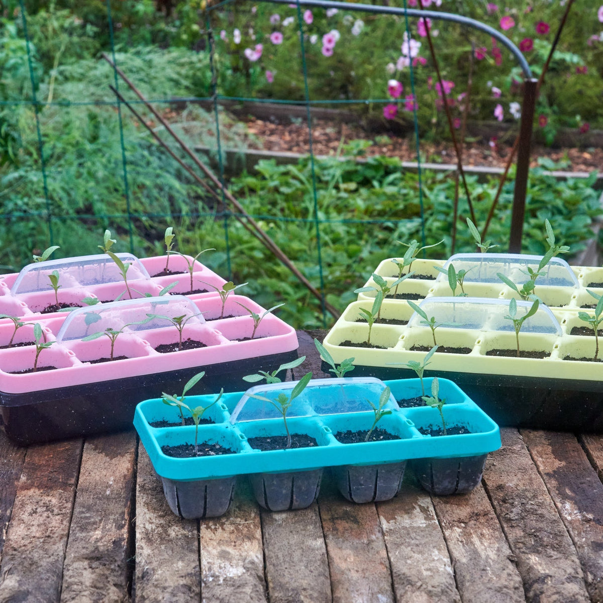Plant Tray