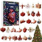 Anatomy Advent Calendar 2026 - 24 Human Organ Ornaments