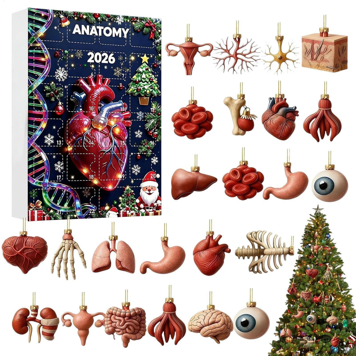 Anatomy Advent Calendar 2026 - 24 Human Organ Ornaments