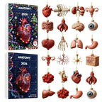 Anatomy Advent Calendar 2026 - 24 Human Organ Ornaments