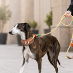 MirokenAnti-Choke Dog Leash for Everyday Walks - Padded Neck Protection & Better Control for Pullers