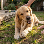 BetterBone Natural Dog Chew Toy