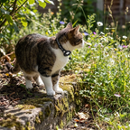 Miroken GPS Cat Tracking Collar, Reflective