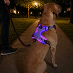 MirokenRechargeable LED Dog Harness for Night Walks - Back-Panel Glow & Reflective Webbing for Better Low-Light Visibility