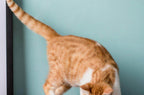 Modern Pet Slow Food Bowl